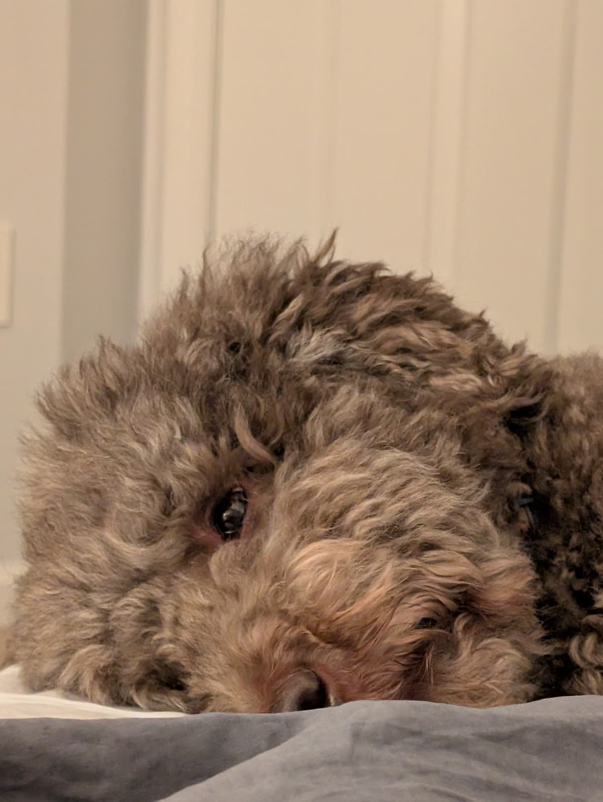 Chewie the labradoodle — an extreme close-up showing his ridiculously floofy curls